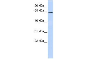 WB Suggested Anti-SUV39H1 Antibody Titration:  0.