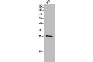 Western Blot analysis of 3T3 cells using C/EBP ε Polyclonal Antibody (CEBPE antibody  (C-Term))