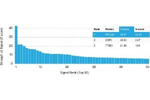 Analysis of Protein Array containing >19,000 full-length human proteins using EpCAM Mouse Monoclonal Antibody (EGP40/1110). (EpCAM antibody  (Cytoplasmic Domain))