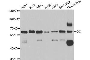 Western blot analysis of extracts of various cell lines, using GC antibody (ABIN5973339) at 1/1000 dilution. (Gc antibody)