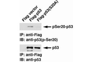 Identification of TP53 phospho-Ser20 with TP53 (phospho-S20) monoclonal antibody, clone 17B6  by Western blotting.