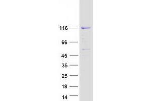 Validation with Western Blot (Sp3 Protein (Transcript Variant 1) (Myc-DYKDDDDK Tag))