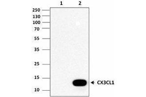 Western Blotting (WB) image for anti-Chemokine (C-X3-C Motif) Ligand 1 (CX3CL1) antibody (ABIN2664894)