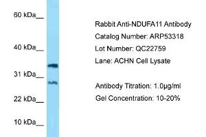Western Blotting (WB) image for anti-NADH Dehydrogenase (Ubiquinone) 1 alpha Subcomplex, 11, 14.7kDa (NDUFA11) (N-Term) antibody (ABIN2785338)