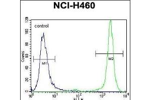 HIST3H3 Antibody (Center) (ABIN656159 and ABIN2845490) flow cytometric analysis of NCI- cells (right histogram) compared to a negative control cell (left histogram). (Histone 3 antibody  (AA 50-78))