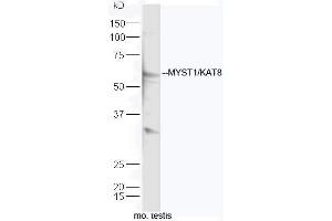 Mouse testis lysates probed with Rabbit Anti-KAT8 Polyclonal Antibody, Unconjugated (ABIN1714841) at 1:300 overnight at 4˚C. (MYST1 antibody  (AA 301-400))
