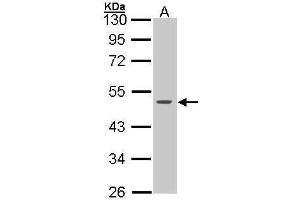 WB Image Sample (30 ug of whole cell lysate) A: HeLa 10% SDS PAGE antibody diluted at 1:1000