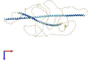MAP7 Domain Containing 2 (MAP7D2) (AA 1-732) protein (His tag)