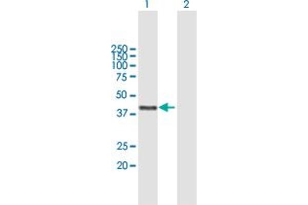 ATAD2 antibody  (AA 1-362)