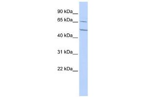 CHRNA4 antibody used at 1 ug/ml to detect target protein. (CHRNA4 antibody  (N-Term))