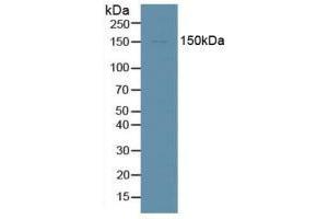Figure. (DDX58 antibody  (AA 1-211))