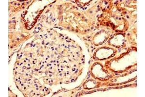 Immunohistochemistry of paraffin-embedded human kidney tissue using ABIN7150769 at dilution of 1:100 (Dual Specificity Phosphatase 3 (DUSP3) (AA 14-96) antibody)