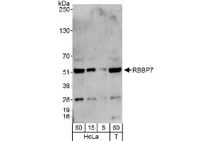 Western Blotting (WB) image for anti-Retinoblastoma Binding Protein 7 (RBBP7) (C-Term) antibody (ABIN7454702)
