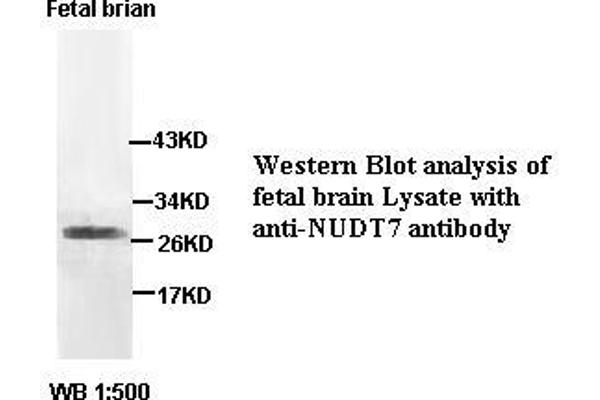 NUDT7 antibody