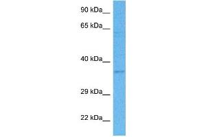 Host:  Rabbit  Target Name:  PURA  Sample Tissue:  Human THP-1 Whole Cell lysates  Antibody Dilution:  1ug/ml (PURA antibody  (N-Term))