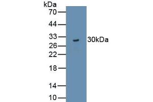 Detection of Recombinant TJP3, Rat using Polyclonal Antibody to Tight Junction Protein 3 (TJP3) (TJP3 antibody  (AA 1-243))