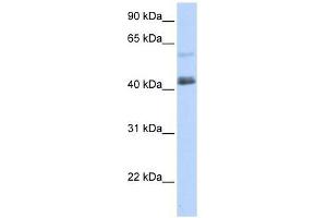 PRDM15 antibody used at 0. (PRDM15 antibody  (C-Term))