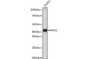Western blot analysis of extracts of HepG2 cells, using PON1 Rabbit mAb (ABIN7269172) at 1:1000 dilution. (PON1 antibody)
