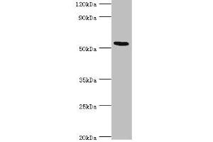 Western blot All lanes: ATF7 antibody at 12 μg/mL + Hela whole cell lysate Secondary Goat polyclonal to rabbit IgG at 1/10000 dilution Predicted band size: 53, 50, 51, 34, 14, 52 kDa Observed band size: 53 kDa (AFT7 antibody  (AA 1-117))