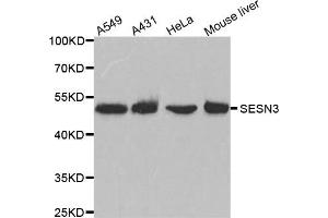 Western Blotting (WB) image for anti-Sestrin 3 (SESN3) antibody (ABIN1876378) (SESN3 antibody)