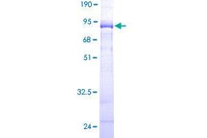 KPTN Protein (AA 1-436) (GST tag)