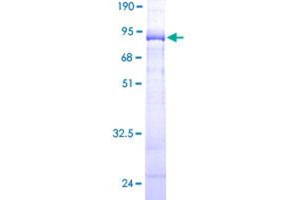 KPTN Protein (AA 1-436) (GST tag)
