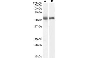 ABIN870662 (0. (CYP1A2 antibody  (Internal Region))
