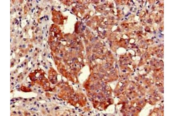 EARS2 antibody  (AA 42-166)