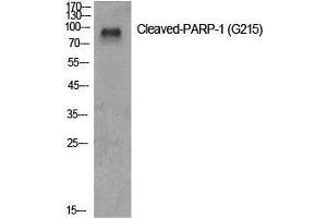 Western Blot analysis of Jurkat cells using Cleaved-PARP1 (G215) Polyclonal Antibody at dilution of 1:500. (PARP1 antibody  (Cleaved-Gly215))