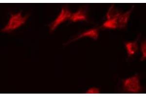 ABIN6275413 staining 293 by IF/ICC. (PPM1K antibody  (Internal Region))