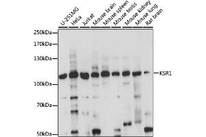 Western blot analysis of extracts of various cell lines, using KSR1 antibody (ABIN7268119) at 1:1000 dilution. (KSR1 antibody  (AA 320-420))