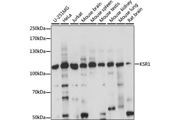 KSR1 antibody  (AA 320-420)