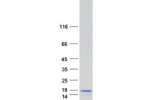 Validation with Western Blot (FAM195B Protein (Transcript Variant 1) (Myc-DYKDDDDK Tag))
