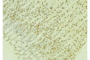 ABIN6276951 at 1/100 staining Human gastric tissue by IHC-P.