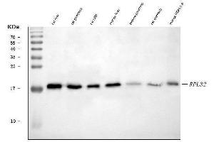 Western blot analysis of RPL32 using anti-RPL32 antibody (ABIN7602916).