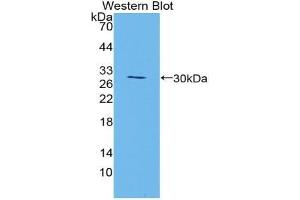 Western blot analysis of the recombinant protein. (Manic Fringe antibody  (AA 80-316))