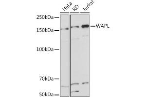 Western blot analysis of extracts of various cell lines, using WAPL Rabbit mAb (ABIN7271380) at 1:1000 dilution. (WAPAL antibody)