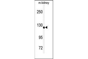 Western blot analysis of anti-ADAMTS19 Antibody (Center) in mouse kidney tissue lysates (35ug/lane). (ADAMTS19 antibody  (Middle Region))