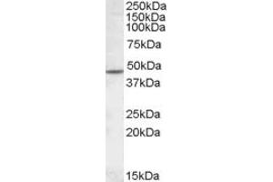ABIN308406 (1µg/ml) staining of Human Cerebellum lysate (35µg protein in RIPA buffer). (CHRNB2 antibody  (Internal Region))