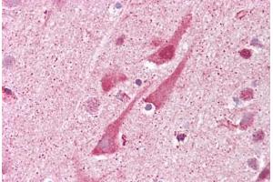 Anti-SHISA9 antibody IHC staining of human brain, cortex. (Shisa9 antibody  (Internal Region))