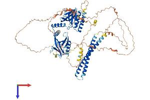 AFAP Protein (AA 1-731) (His tag)