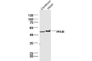 Lane 1: mouse cerebrum lysates Lane 2: mouse heart lysates probed with PELI3 Polyclonal Antibody, Unconjugated  at 1:300 dilution and 4˚C overnight incubation. (Pellino 3 antibody  (AA 301-400))