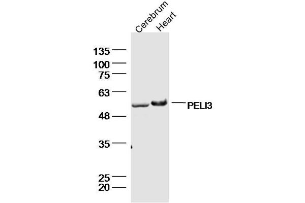 Pellino 3 antibody  (AA 301-400)