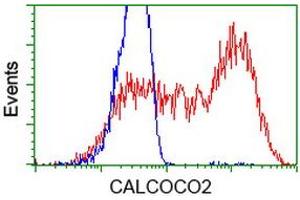 HEK293T cells transfected with either RC203843 overexpress plasmid (Red) or empty vector control plasmid (Blue) were immunostained by anti-CALCOCO2 antibody (ABIN2453913), and then analyzed by flow cytometry. (CALCOCO2 antibody)