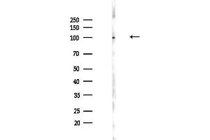 anti-KIAA1524 (KIAA1524) (Internal Region) antibody