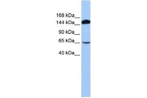 SRBD1 antibody used at 1 ug/ml to detect target protein. (SRBD1 antibody  (N-Term))