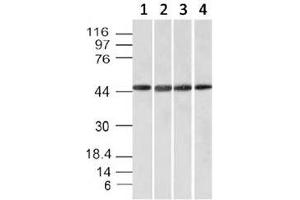 Western blot testing of cell line lysates: 1) HeLa, 2) HepG2, 3) 293, 4) K562 with EMI1 antibody. (FBXO5 antibody  (AA 1-250))