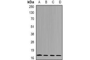 Western blot analysis of nm23-H4 expression in Jurkat (A), A549 (B), mouse kidney (C), rat brain (D) whole cell lysates. (NME4 antibody)
