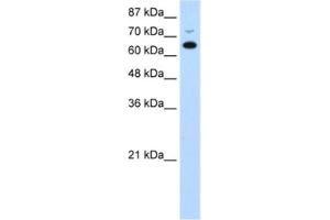 Western Blotting (WB) image for anti-MGC27016 antibody (ABIN2462338) (MGC27016 antibody)