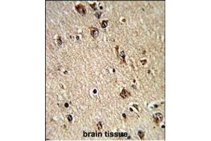 Formalin-fixed and paraffin-embedded human brain tissue reacted with ALAD Antibody (C-term), which was peroxidase-conjugated to the secondary antibody, followed by DAB staining. (ALAD antibody  (C-Term))